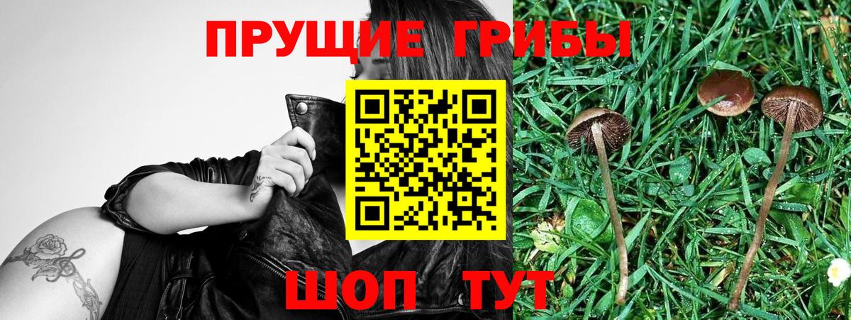 Чистополь  Галлюциногенные грибы мицелий  Псилоцибиновые грибы ЛСД  Вход с VPN 